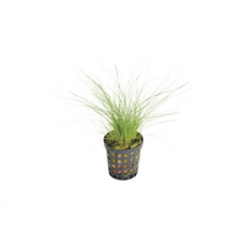 6x Eleocharis Acicularis